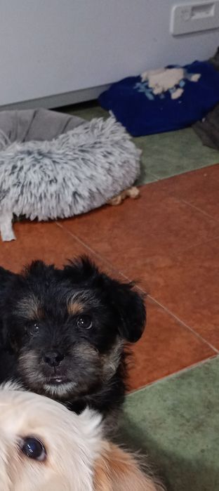 Oddam Pieski zapraszam