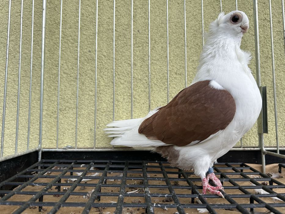 Gołębie ozdobne. Mewka polska samiec 2024t.