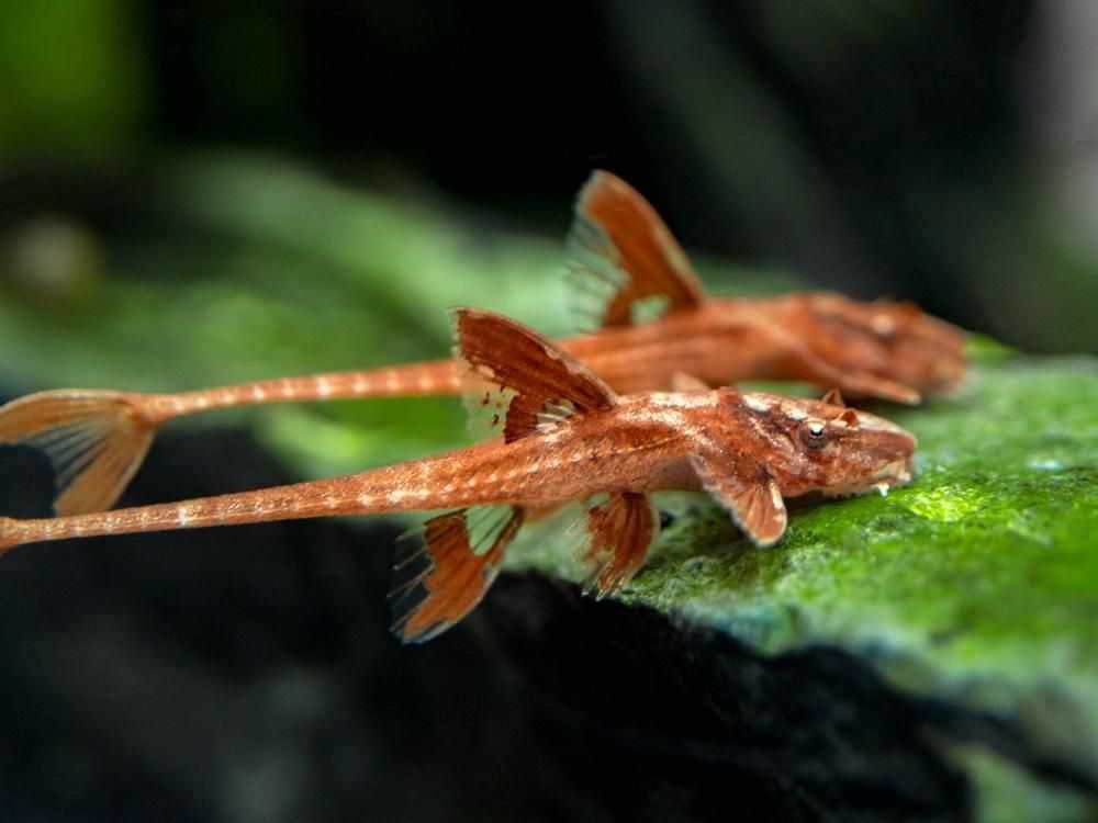 Zbrojnik drobny czerwony - Rineloricaria parva RED - L10A - Loricaria