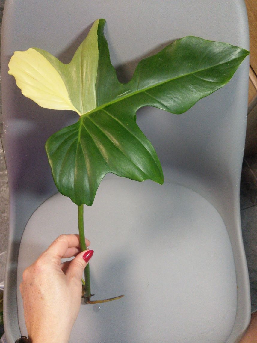 Philodendron Golden Dragon Variegata