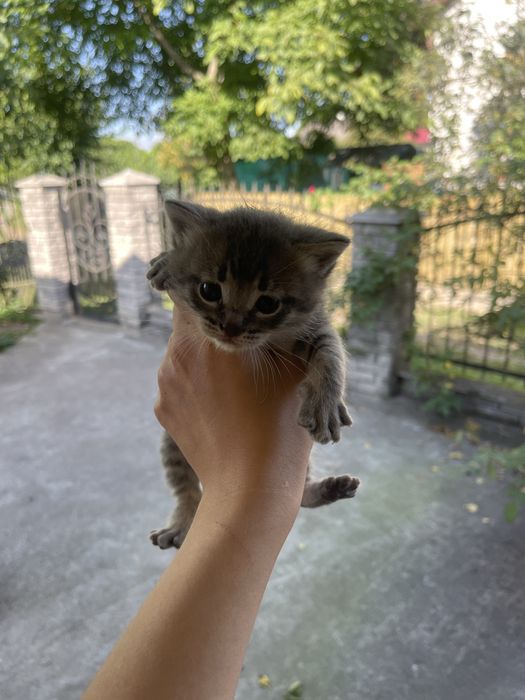 Котики віддам безкоштовно в добрі руки