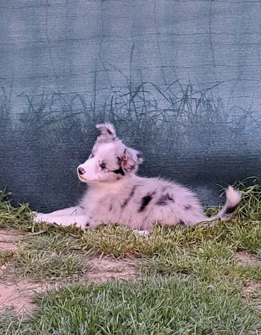 Border collie - suczka z metryką ZKwP po Championach