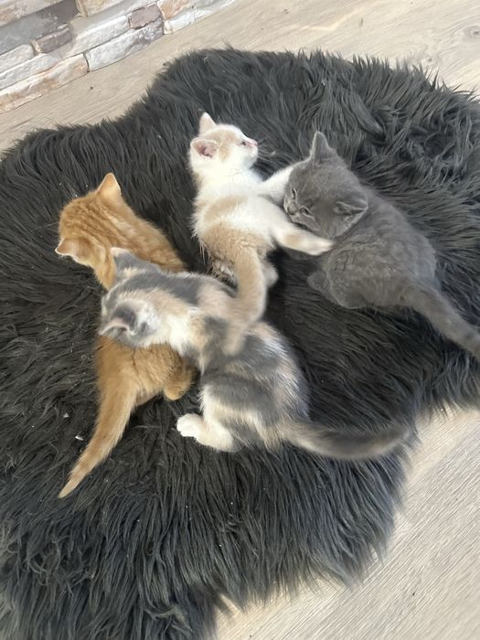 Кошенята шотландці