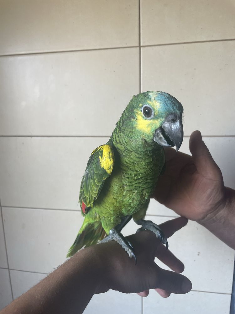 Papagaios Amazonas Aestiva xanthopteryx