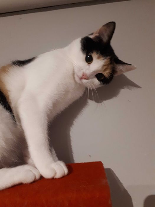 Podwójna Adopcja rodzeństwo