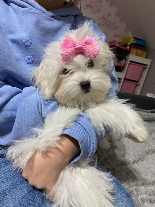 Malutkie mini maltanczyki  odbiór 28 listopad 2025r drugi miot