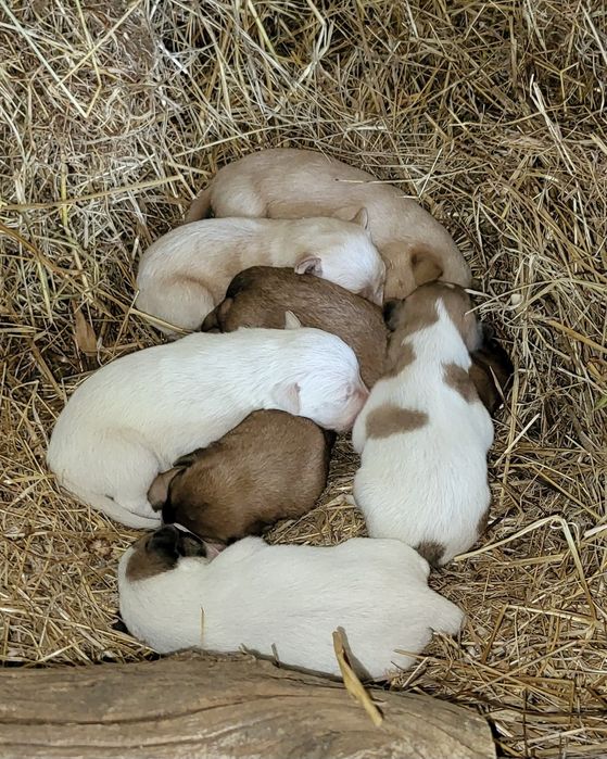 Cães bebé para adopção