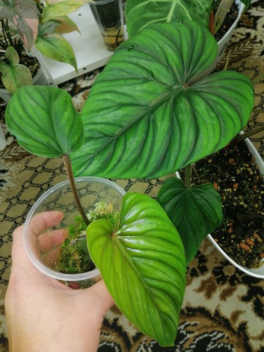 Набор филодендрон. Филодендрон пловмани, ред емеральд вар, сплендид.