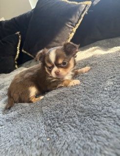 Sprzedam chihuahua
