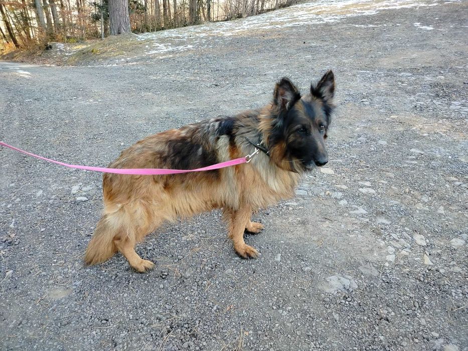 Owczarek Niemiecki SUKA