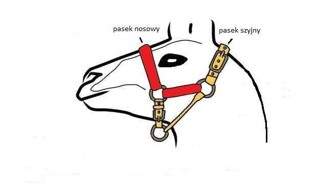 Kantar dla alpak 25 wzorów