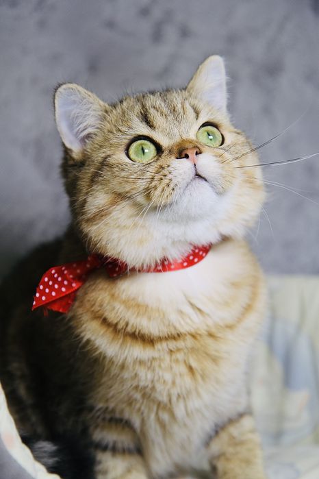 Золота шиншила Хлопчик котик