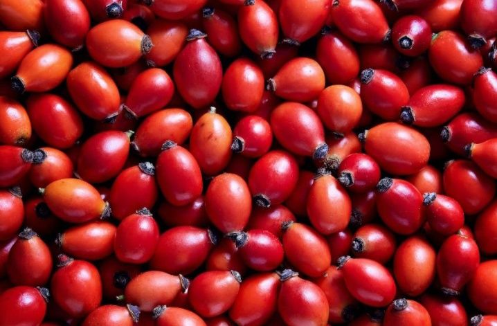 Owoc dziekiej róży zbierany na zamówienie.