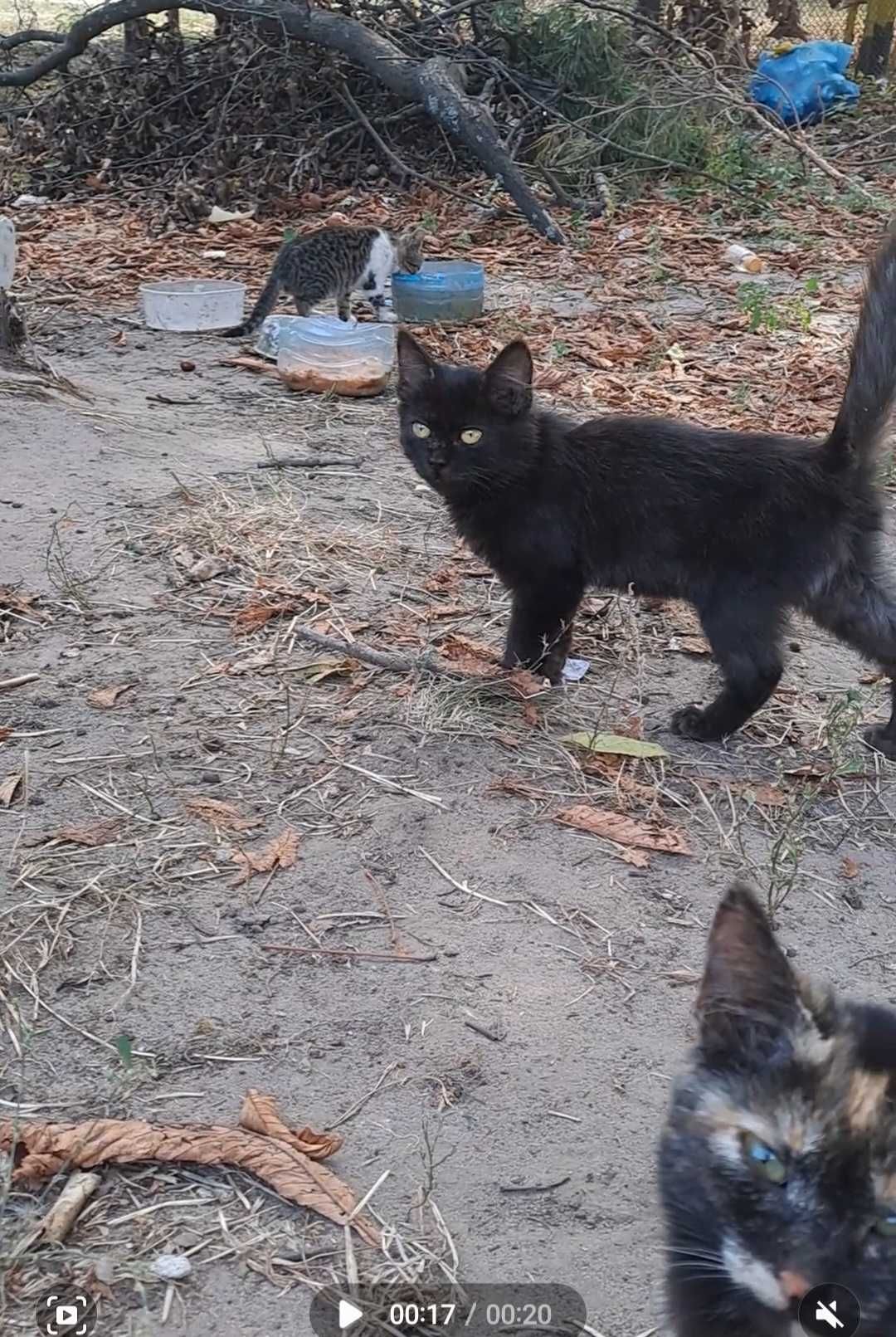Кошенята шукають дім