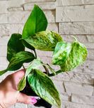 Epipremnum marble Queen