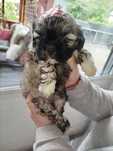 szczeniaki Shih tzu