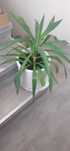 yucca ok. 50 cm za darmo