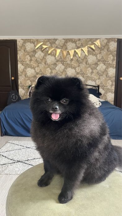 Шпиц кобель Вязка