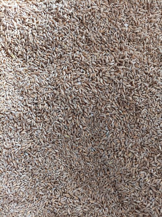 Pszenżyto, żyto, owies.