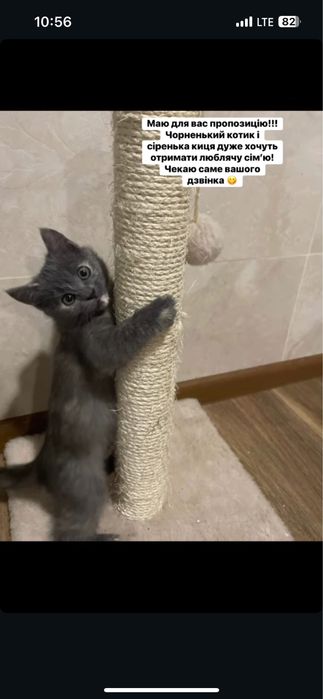 Кішечка в добрі руки)