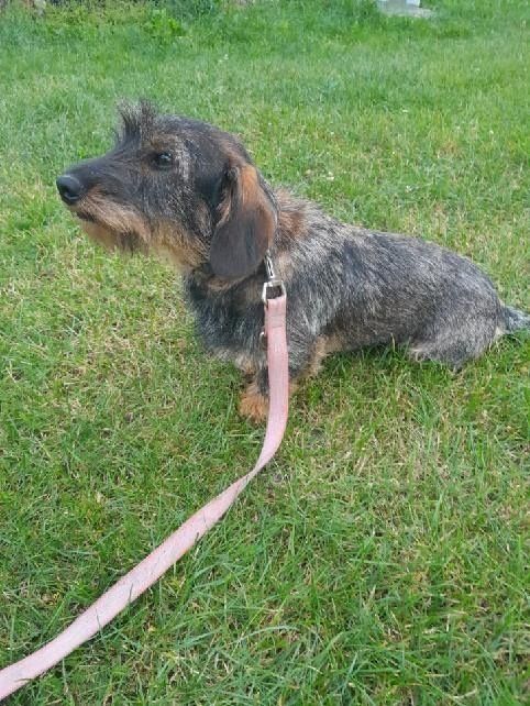 Jamnik  szorstkowłosy, Jamnik