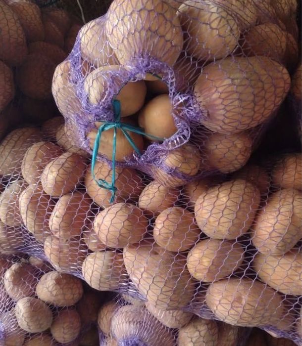 Картопля біла роса