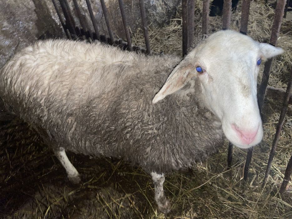 Продам гарну овечку