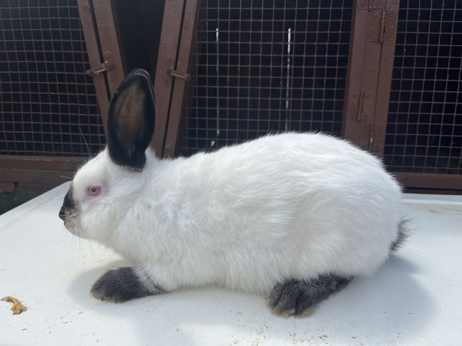 Продаються кролі