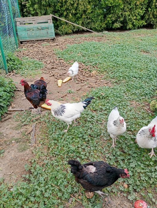 Kogut ,Koguty młode - Marans- Sussex
