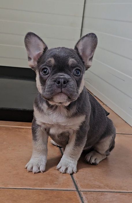 Bulldog Francês Blue Tan Fêmea