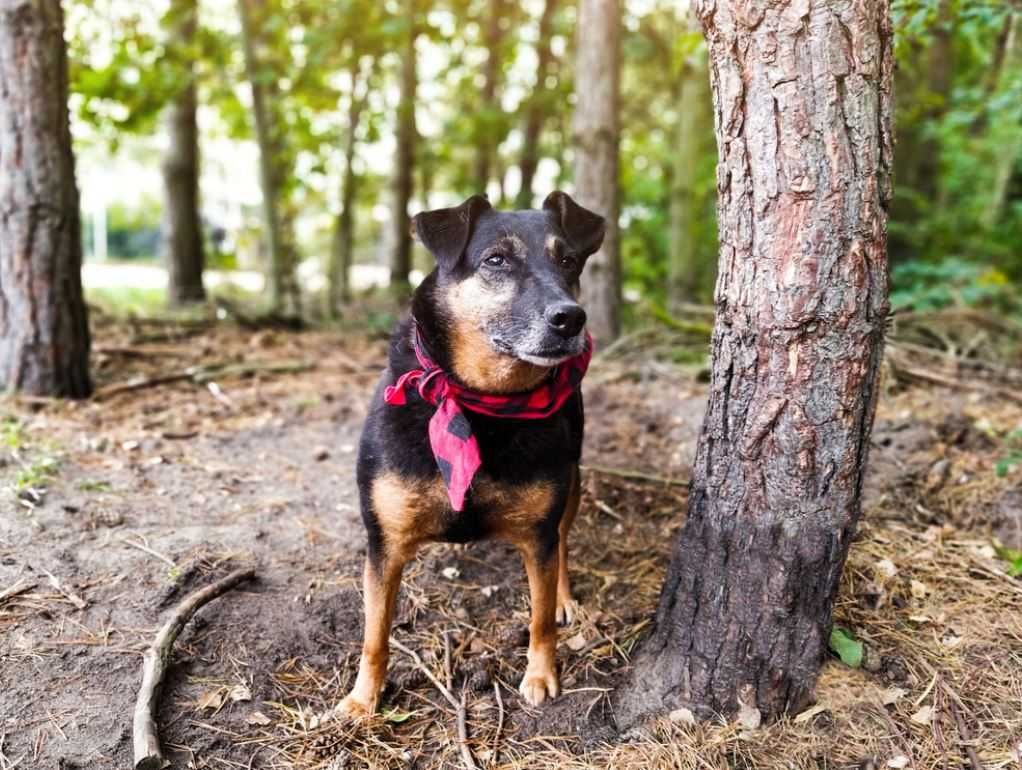 Doris kochająca człowieka sunia szuka cudownego domu!!!