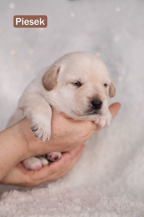 Szczeniaki do oddania w połowie stycznia