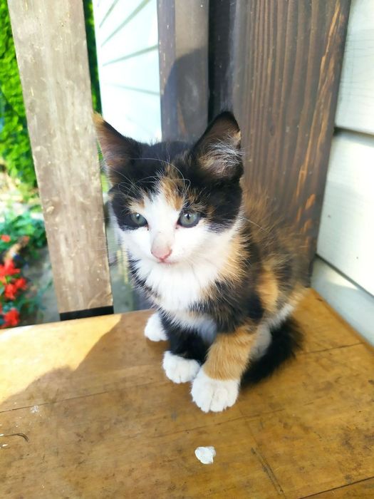 Віддам кошенят у добрі руки