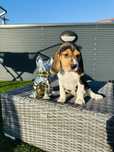 Beagle menina magnifica