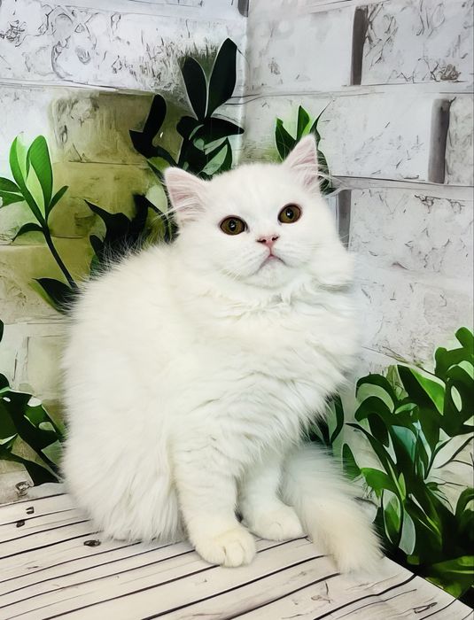 Кішка біла шотландської породи