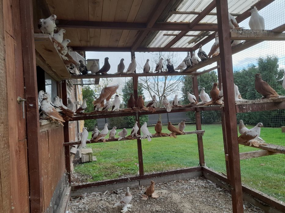 Gołębie ozdobne widyny