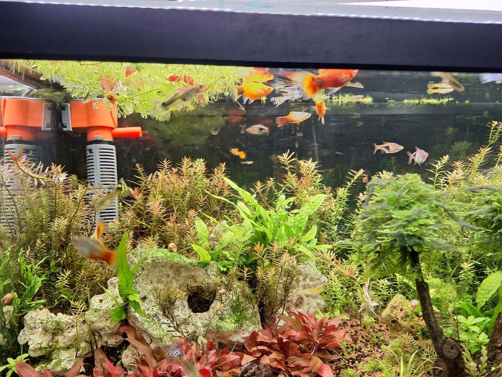Aquario plantado 100x30x40cm