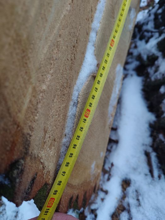 Dąb dłużyca tartaczny