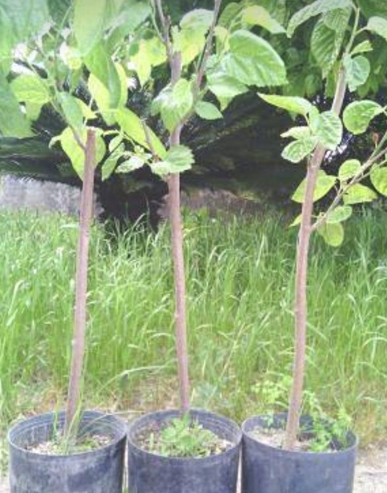 Framboesas amarelas e vermelhas, physalis, amoreiras