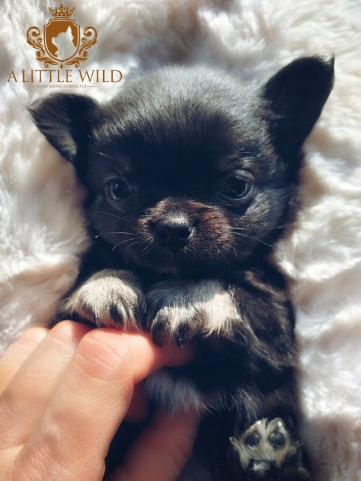 Chihuahua długowłosa dziewczynka czarna podpalana