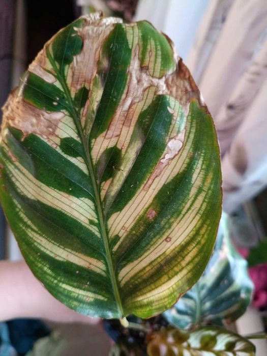 calathea kalathea makoya