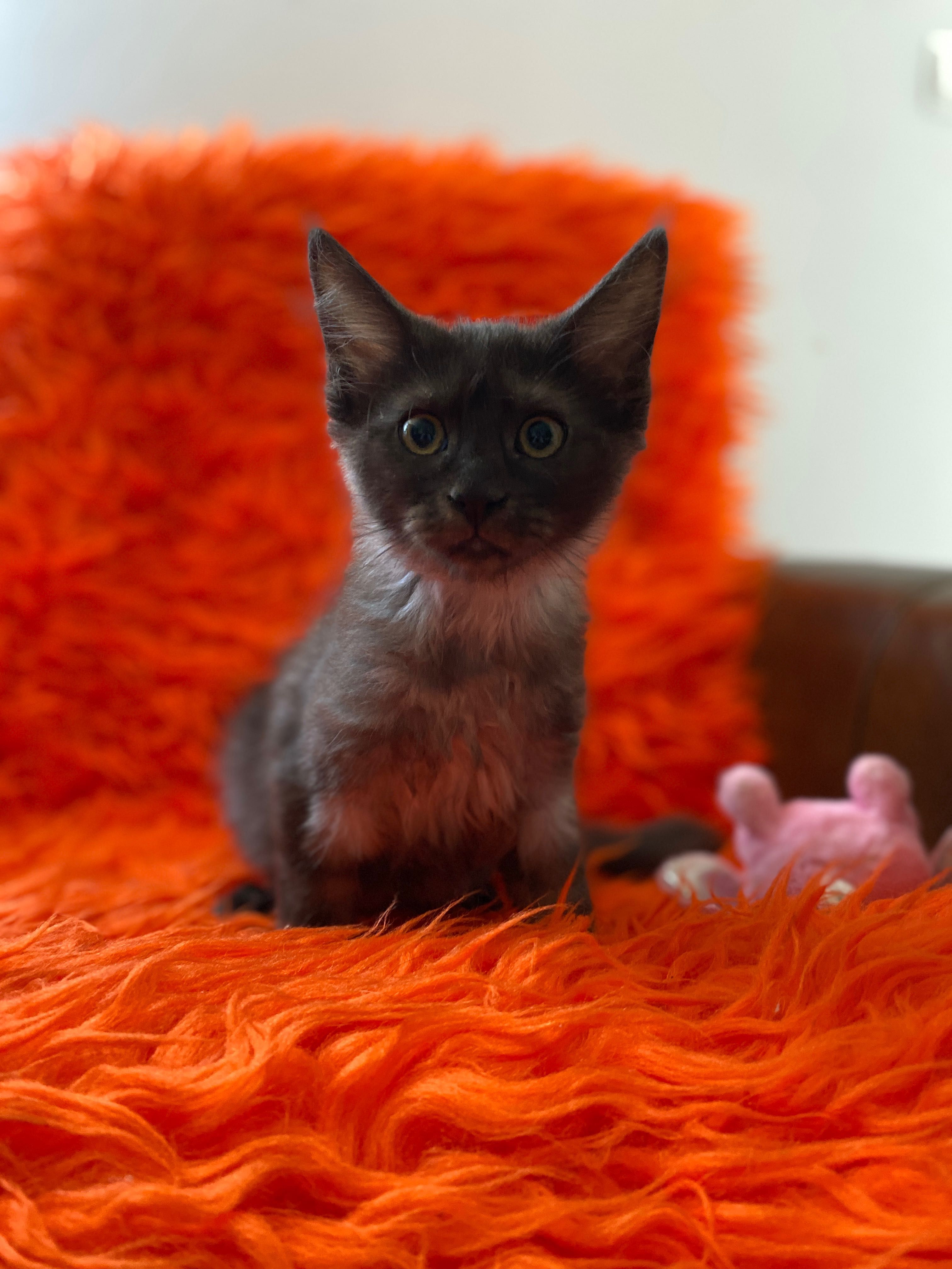 Sprzedam maine coon okazja