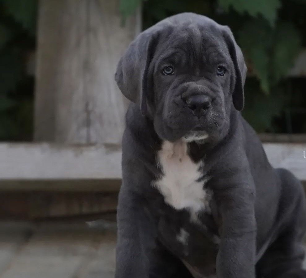 Cane corso Italiano-сірого окрасу