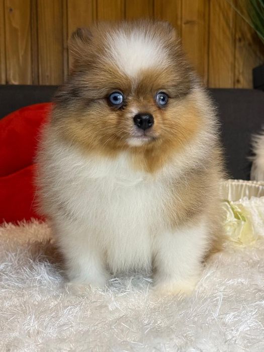 Комочек счастья Померанский шпиц.