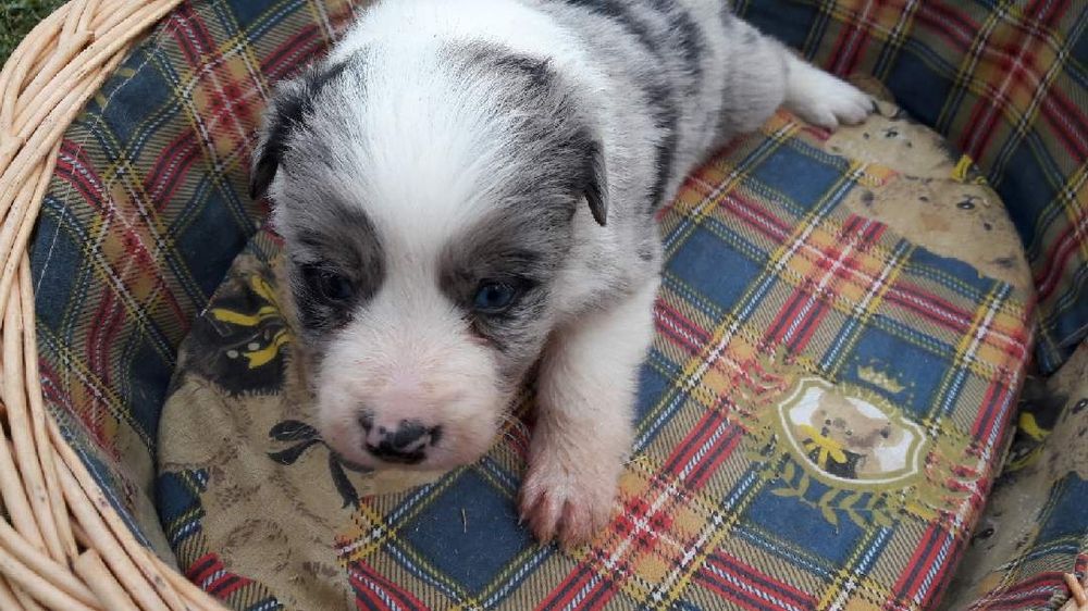 Border coli szczenie