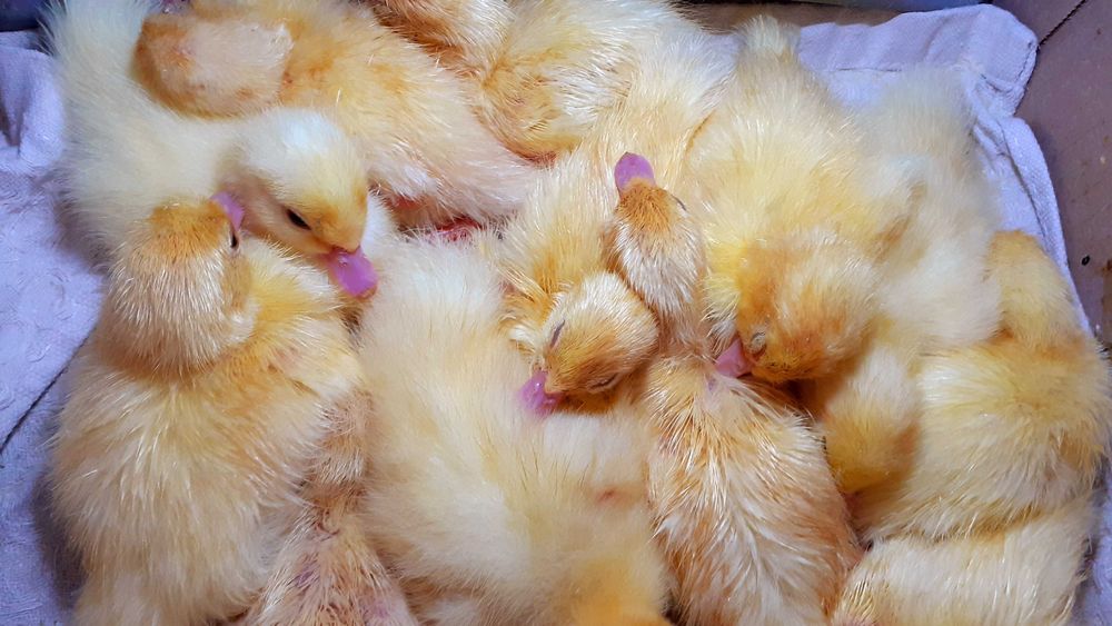 индоутята  2025год тяжёлая немецкая линия,мускусная,самовывоз