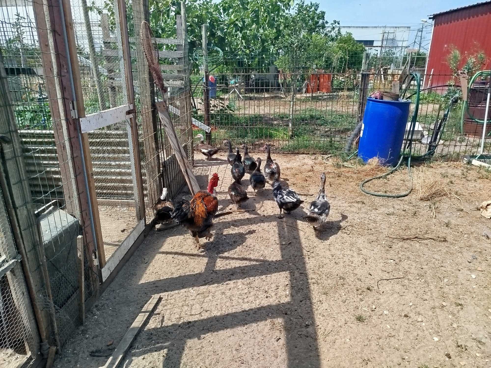 Ovos galados de Galinha e Fraca, Pintos  Frangos Galos Galinhas