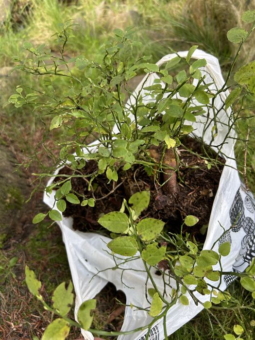 Саджанці  ялиці, ліщини