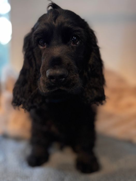 LOCZEK Cocker Spaniel Angielski