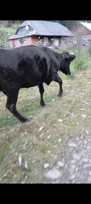 Продаю молоду корову